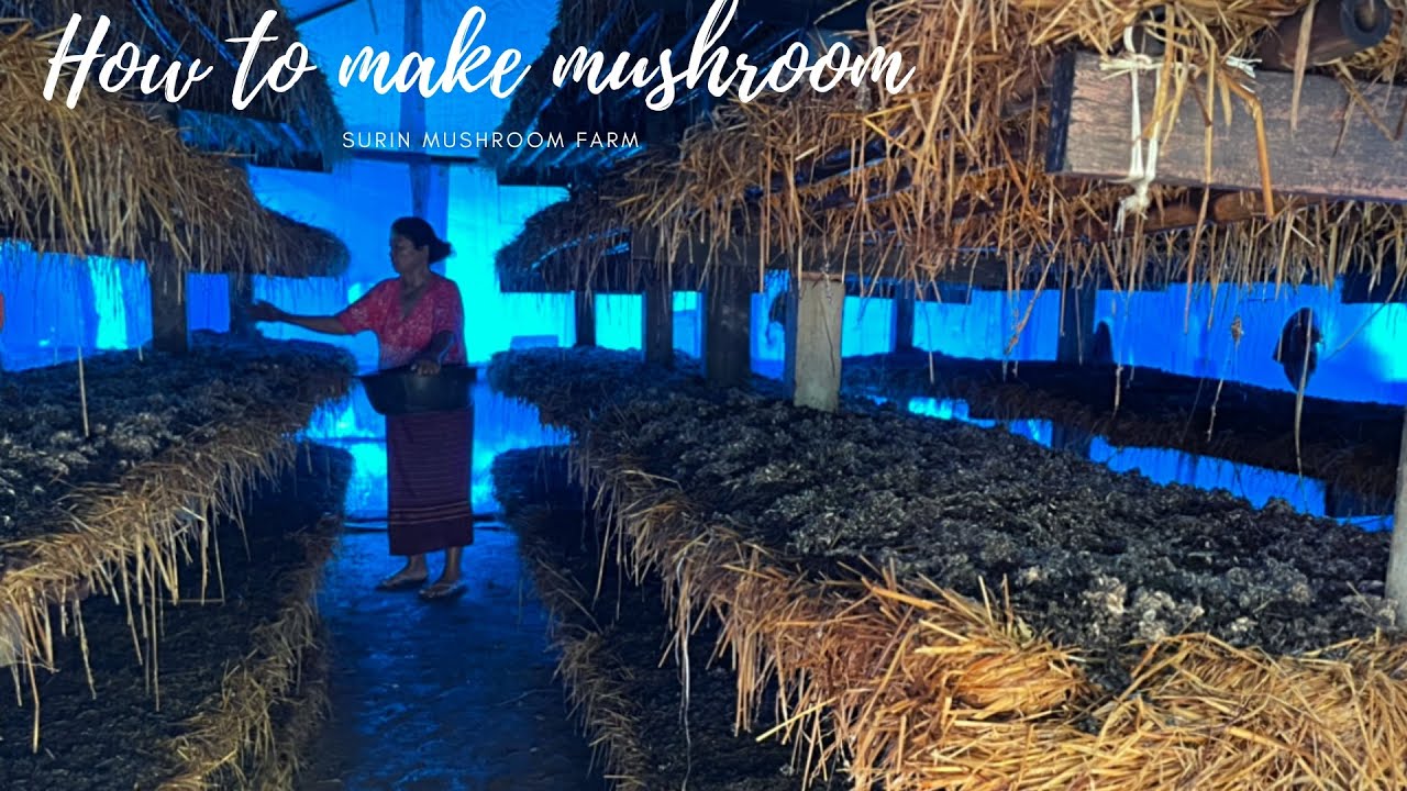 Paddy Straw mushroom farming |How to mushroom At surin mushroom farm