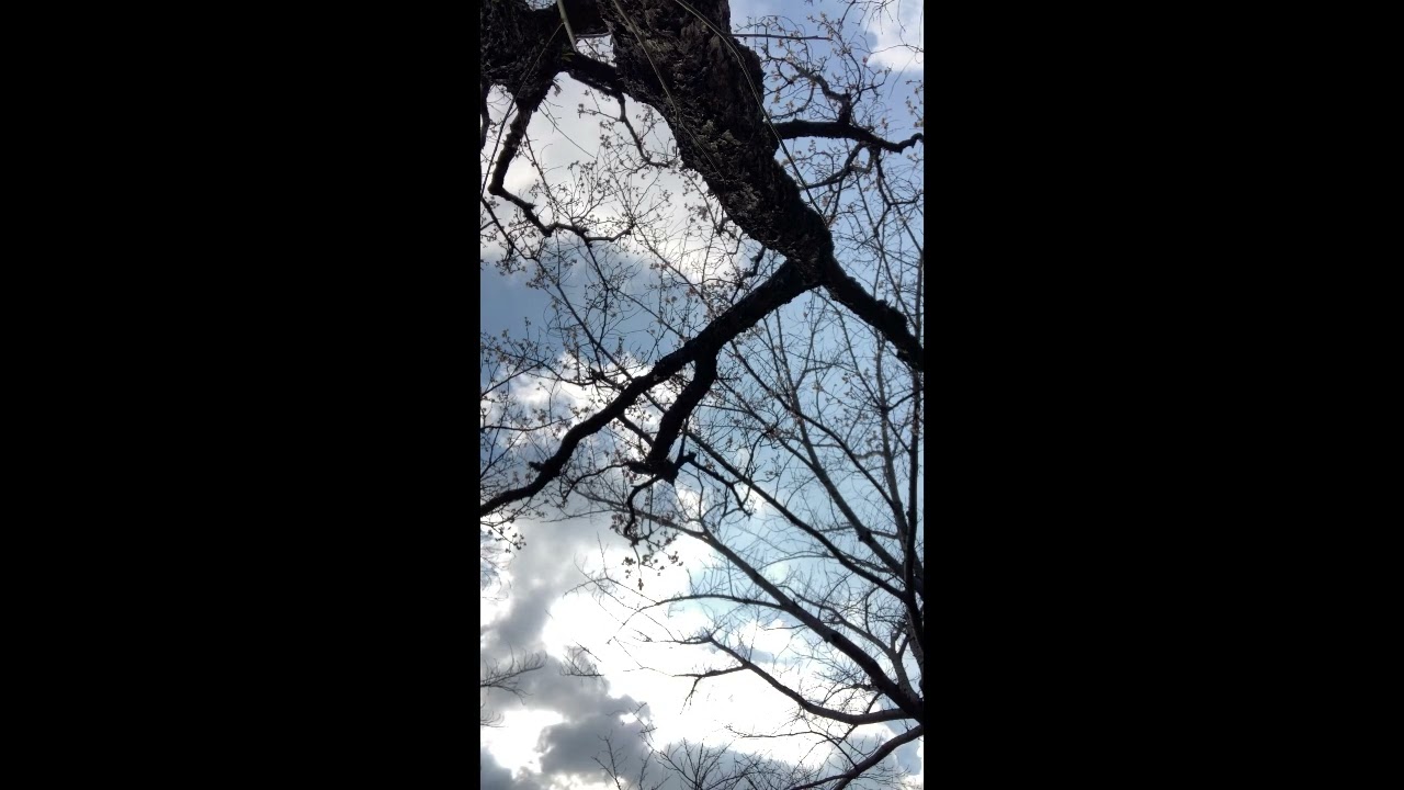 公園オカリナ 遠いまち（五輪真弓） 2026年2月