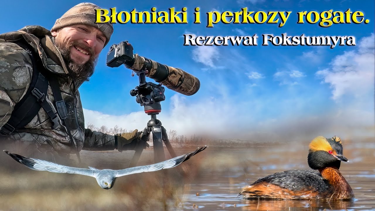 Błotniaki i perkozy rogate. Rezerwat Fokstumyra.