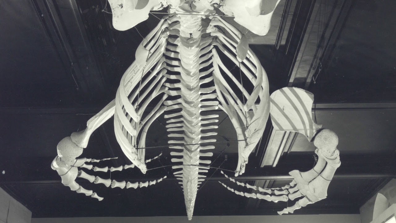 The Tay Whale - Object of the Month - May 2019