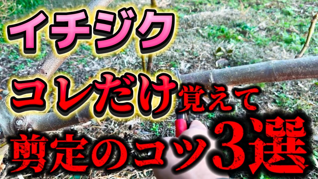 【イチジク】これを見れば剪定出来るようになる。剪定のコツ3選！初心者はコレだけ覚えて！