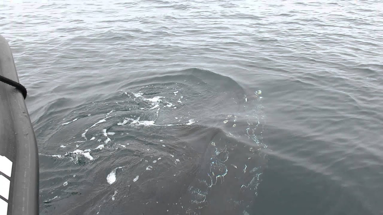 Incredible Friendly Whale Visits the Fast Raft