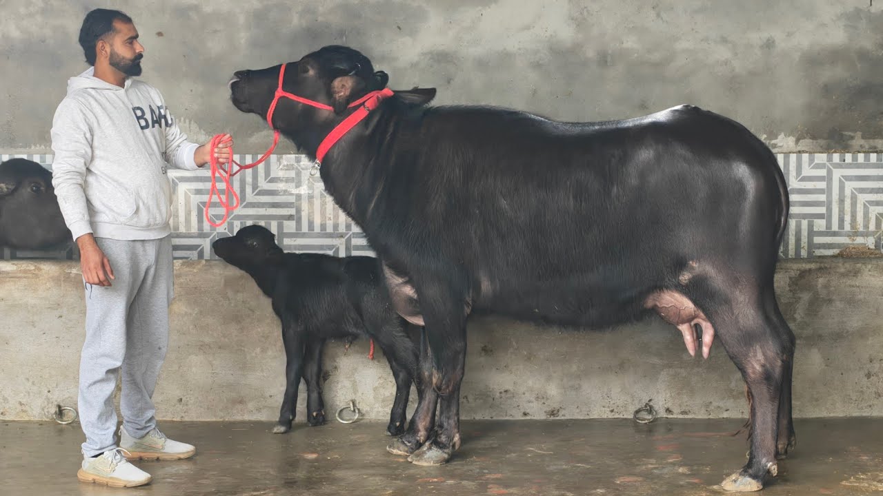 2 Buffaloes for sale, 2 ਮੱਝਾਂ ਵਿਕਾਊ 