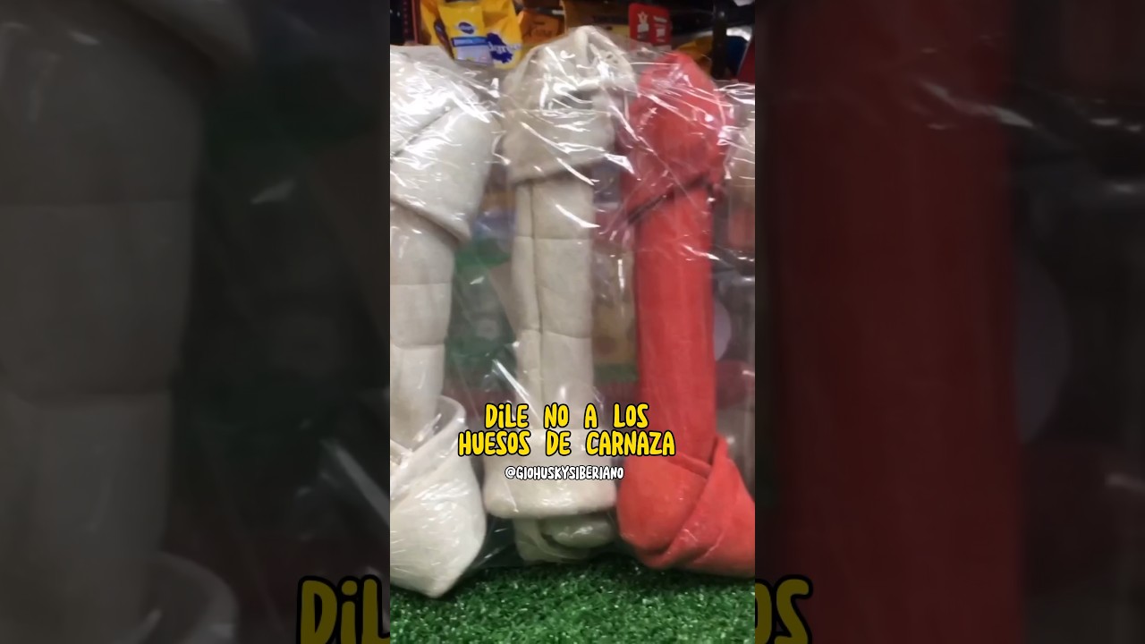 Dile no a los huesos de carnaza / #huskysiberiano #husky #perro