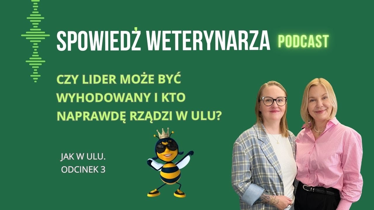 Kto na prawdę rządzi w Ulu? Jak wygląda pszczela #rekrutacja? Czy pszczoły rabują i walczą?