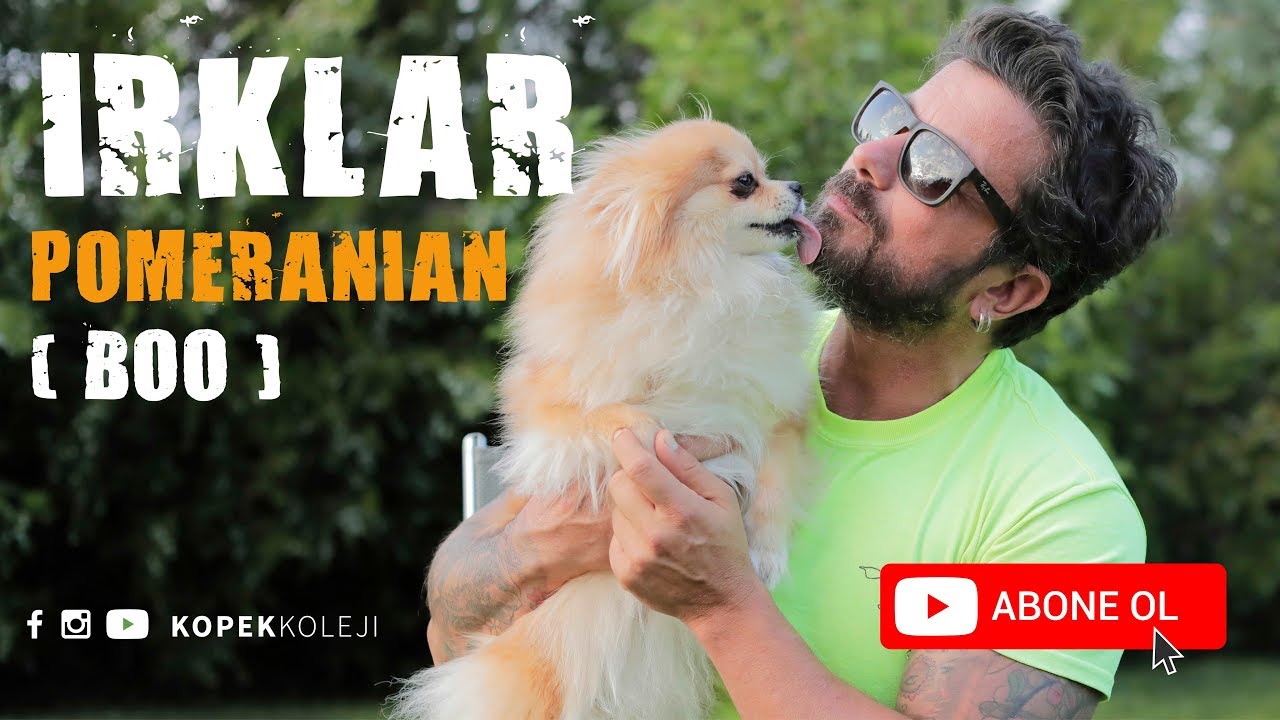 Köpek Irkları -  Pomeranian