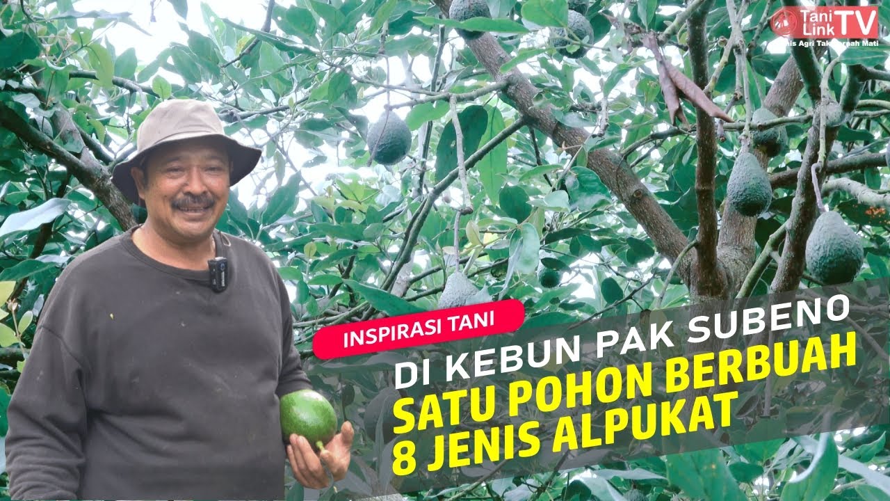 Budidaya Alpukat Unggul Berbagai Jenis di Lahan 8 Hektar. Panen 1 Pohon Hasilkan 2 Juta!