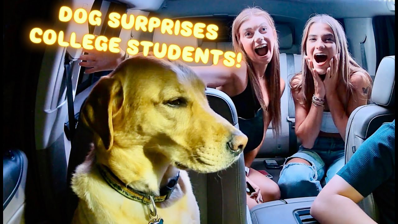 UBER DOG SURPRISES COLLEGE STUDENTS!