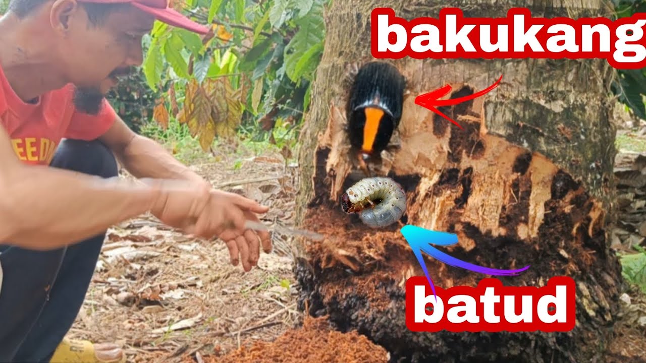 PAANO PUKSAIN ANG BATUD AT BAKUKANG SA MGA PUNONG NIYOG NIYO?