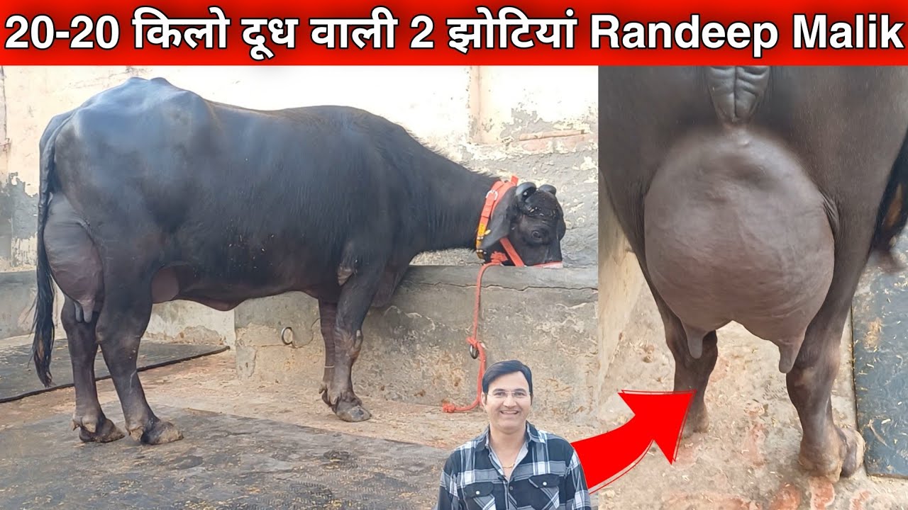 20-20 किलो दूध वाली 2 झोटियां। Randeep Malik dairy farm Jind. Biggest Udeer Bufallo। #Randeep_Mailk