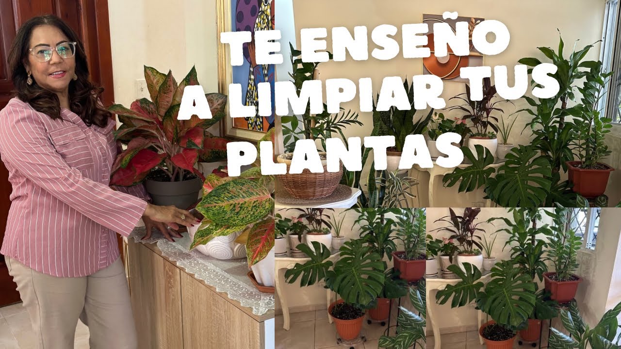 PLANTAS BRILLANTES! te enseño a LIMPIARLAS🥰❤️#jardín #plantastropicales#cuidados#