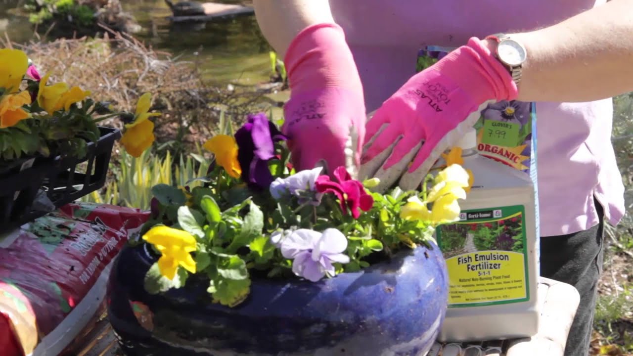 How to Fertilize Potted Pansies : Grow Guru