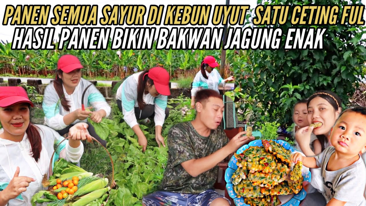 PANEN SEMUA SAYUR HASIL PANEN LANGSUNG BIKIN BAKWAN JAGUNG ENAK