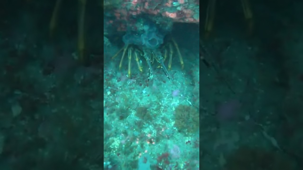 New Zealand Crayfish👌🏾👌🏾 #diving #outdoors #newzealand