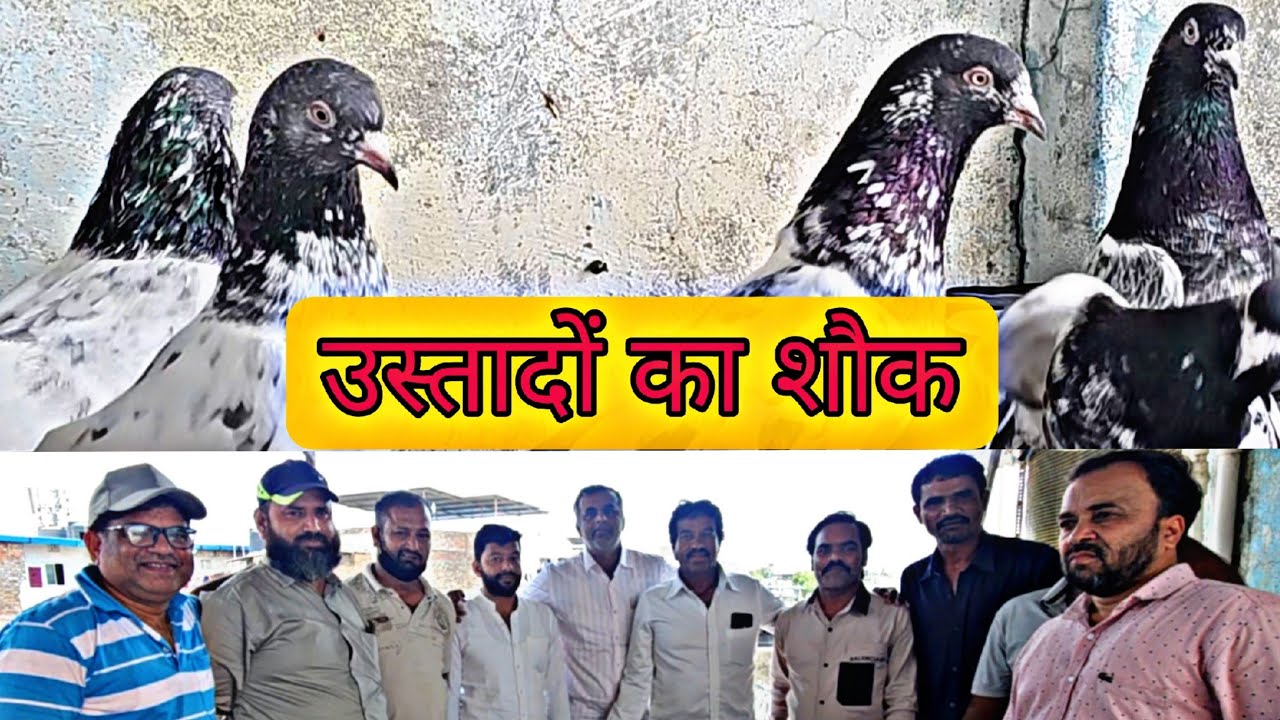 Best HighFlyer Pigeons of Indore