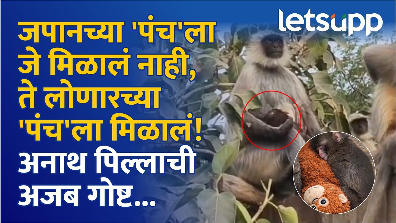 Panch Monkey Repetition | लोणारमध्ये घडली जपानच्या 'पंच' कथेची सुखद पुनरावृत्ती | LetsUpp Marathi