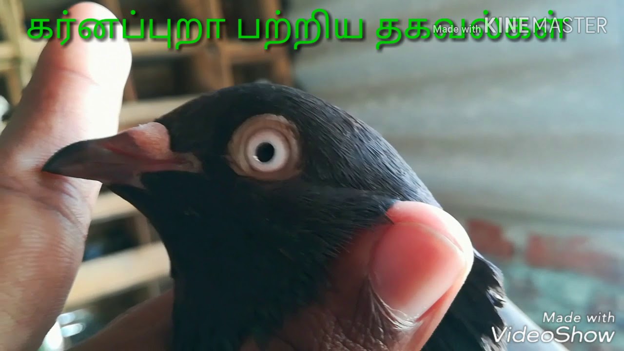 கர்னப்புறா பற்றிய தகவல்கள். Karnam pigeon information