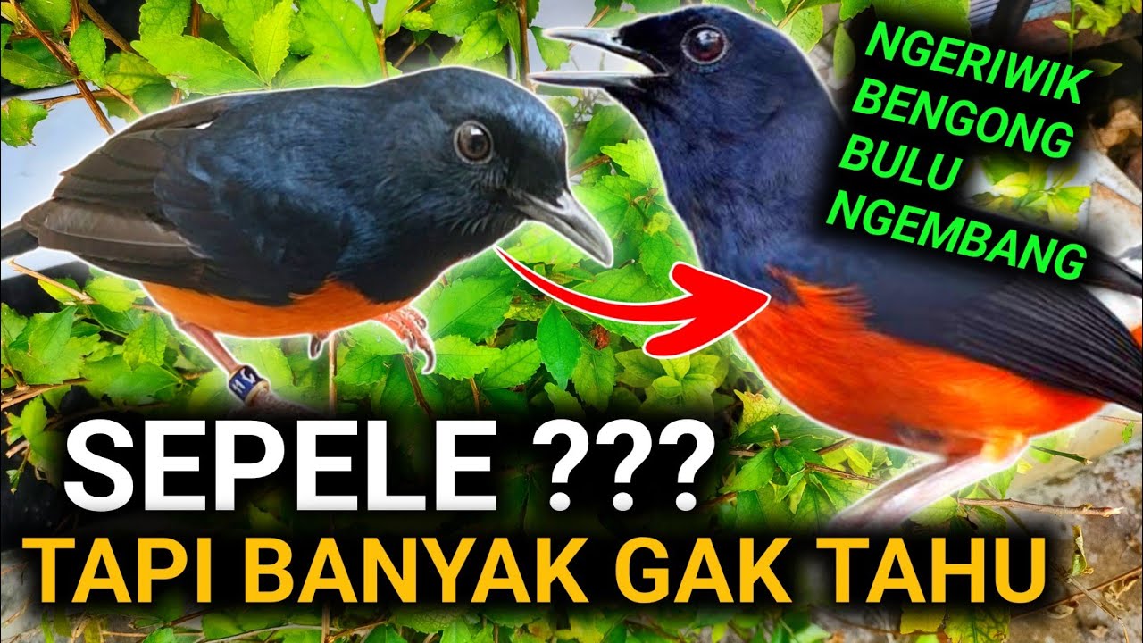 INI YANG DIA BUTUHKAN CARA MERAWAT MURAI BATU YANG KONDISI KURANG SERAT