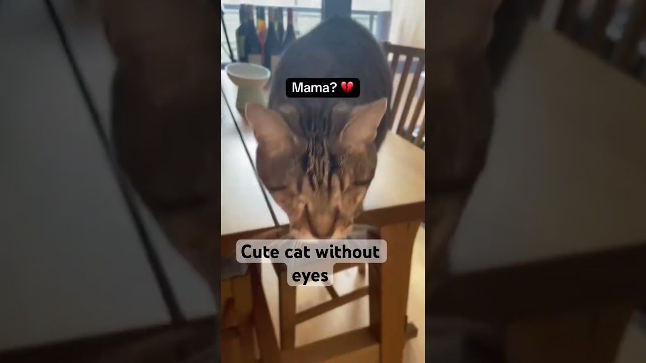Blind but Beautiful | The Inspiring Story of a Cute Cat Without Eyes #blindlife #naturex