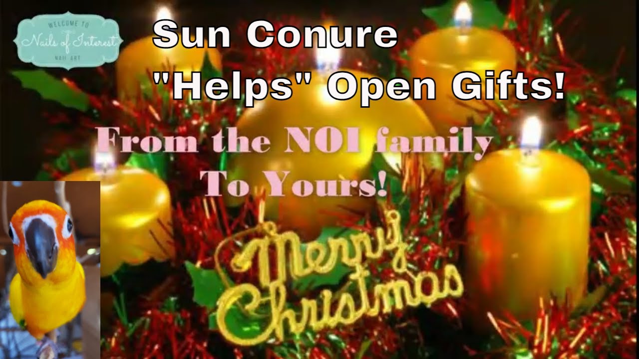 Opening Christmas Presents 2020 | 🦜Sun Conure Helps Open My Christmas Gifts! 🥰