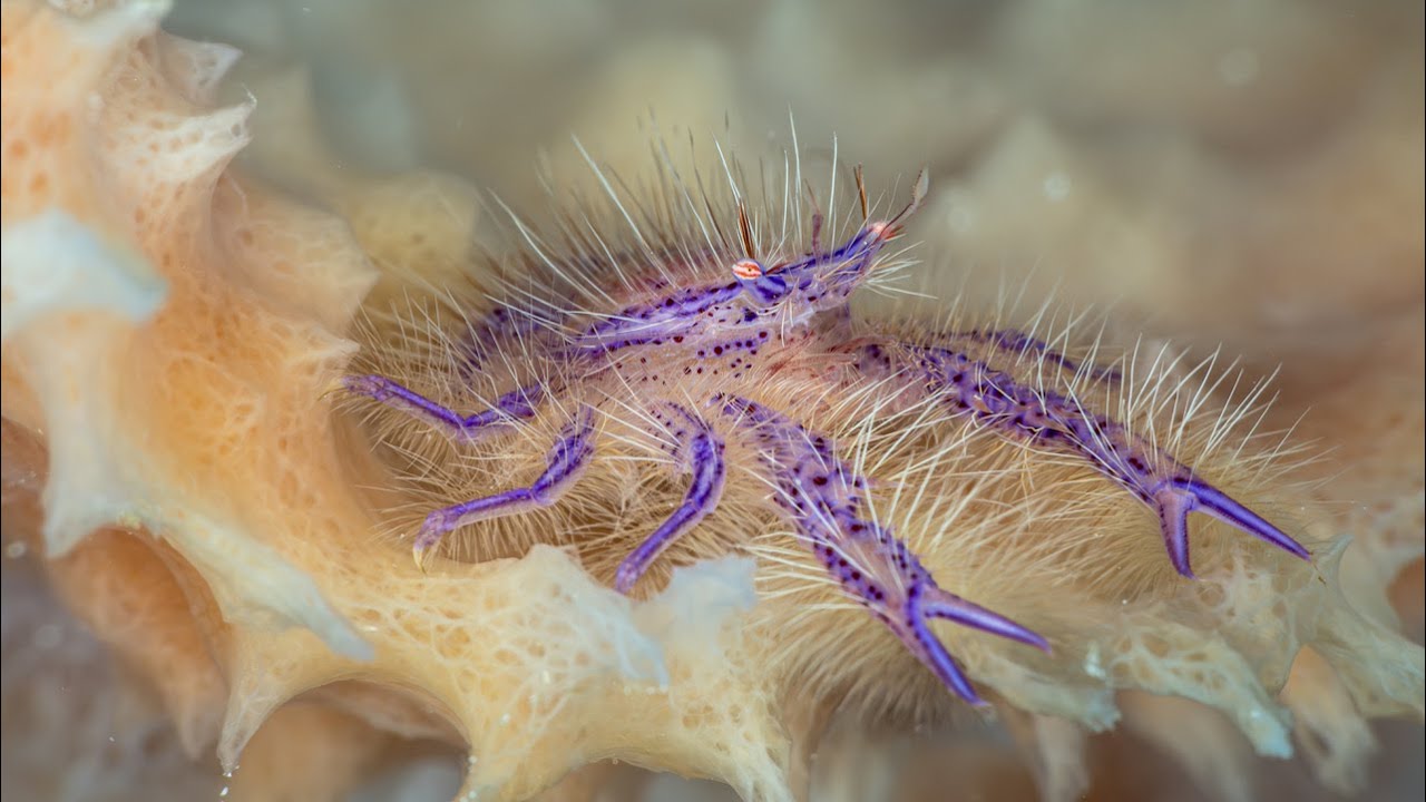 Wakatobi 2024