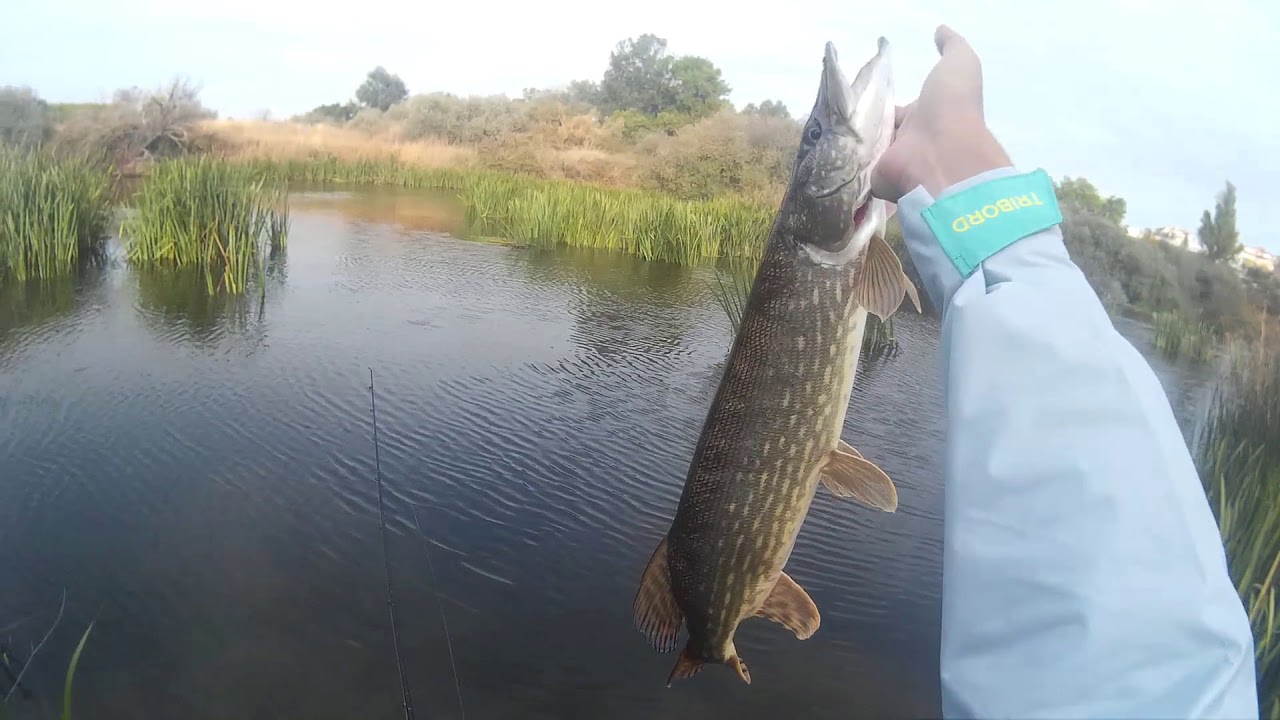 Lucios de Otoño 2018/ Río Tormes/Salamanca