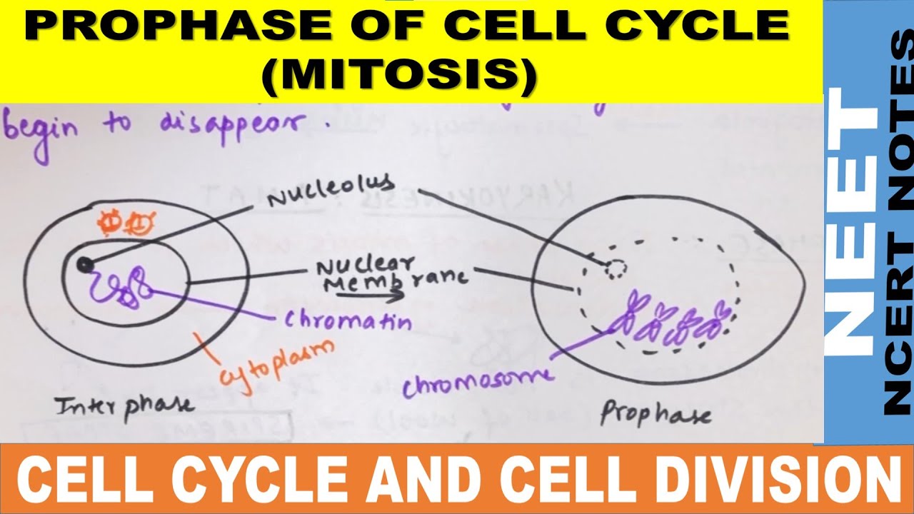 M Phase of cell cycle class 11 in Hindi | Prophase of Mitosis | Cell cycle & cell division | NEET