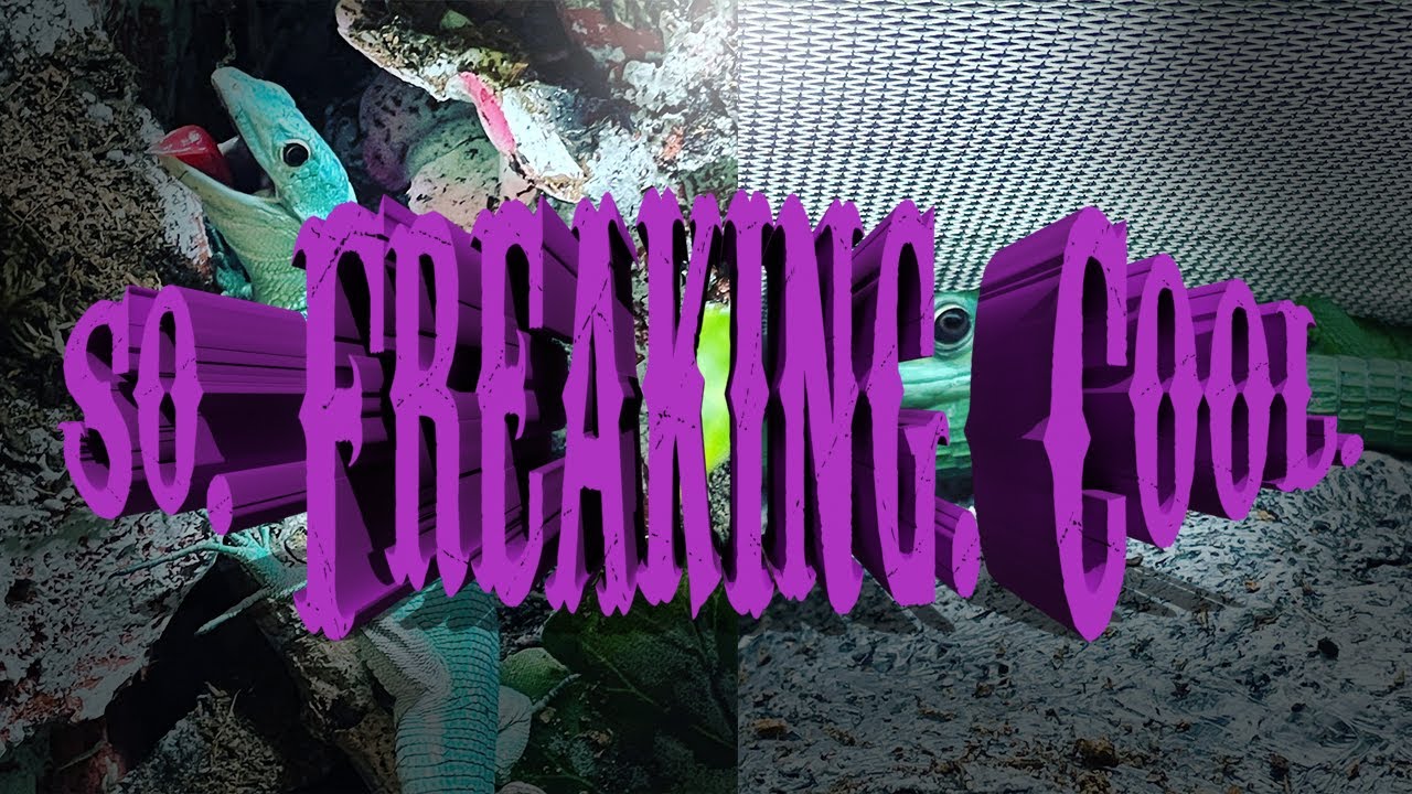 Reptile Unboxing!!  Gastropholis prasina | Green Keel Bellied Lizard.  PLUS New Enclosure Reveal!