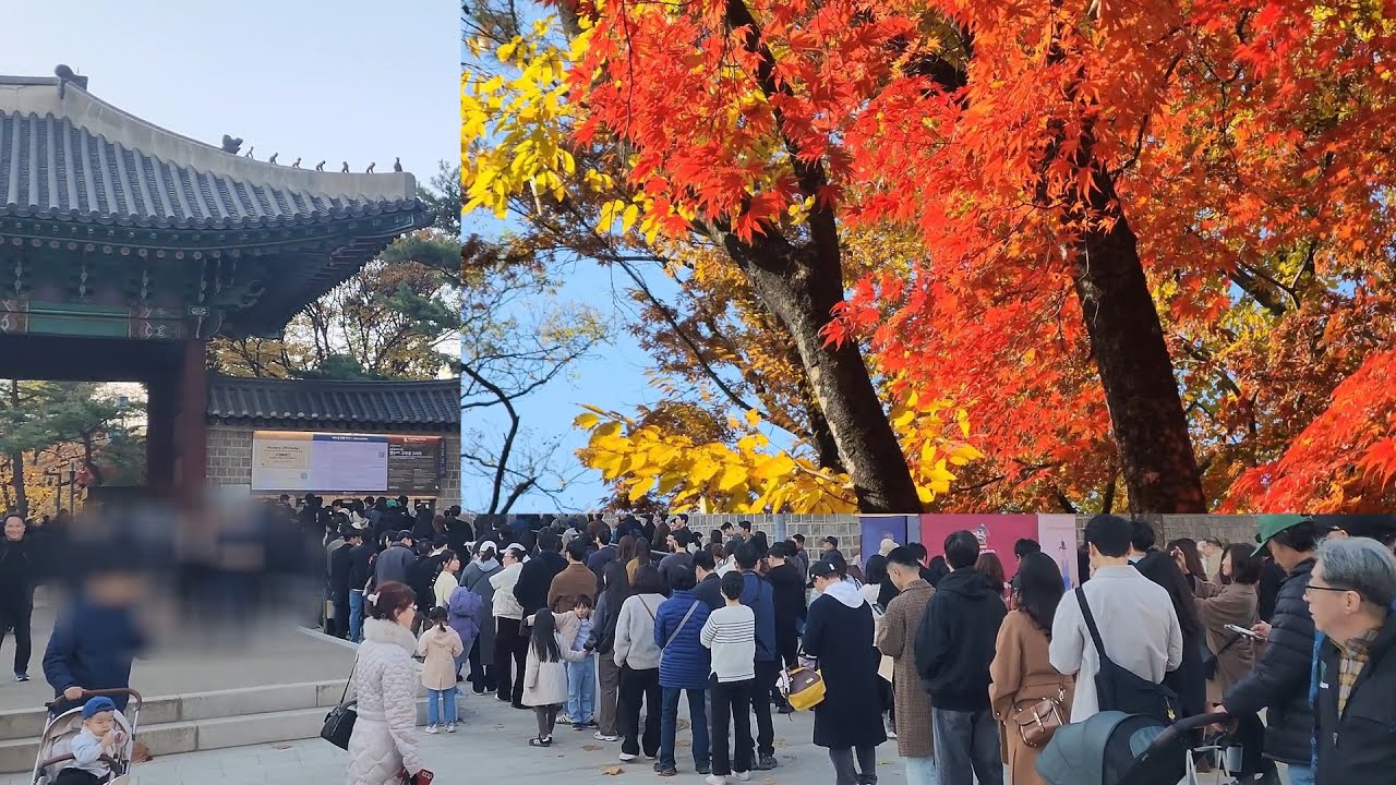덕수궁 단풍 이보다 더 예쁠 수가 관람객 역대급 인파몰려
