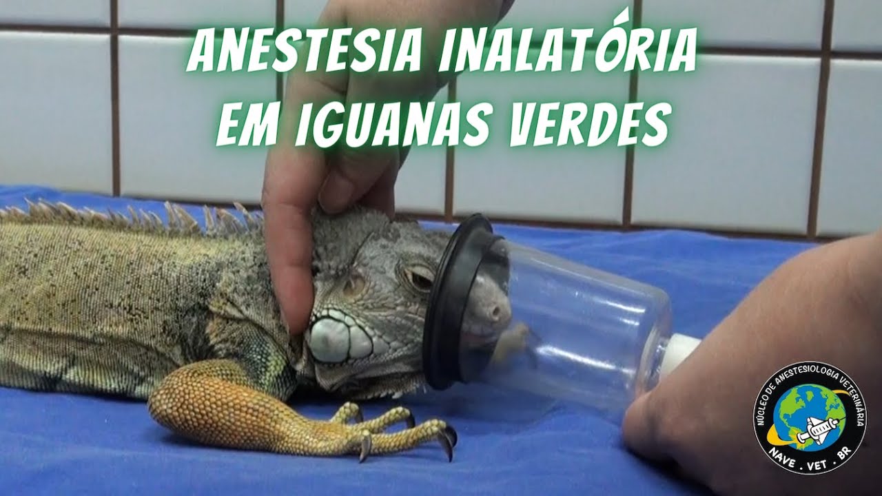 🦎  ANESTESIA em LAGARTOS (Iguanas verdes)
