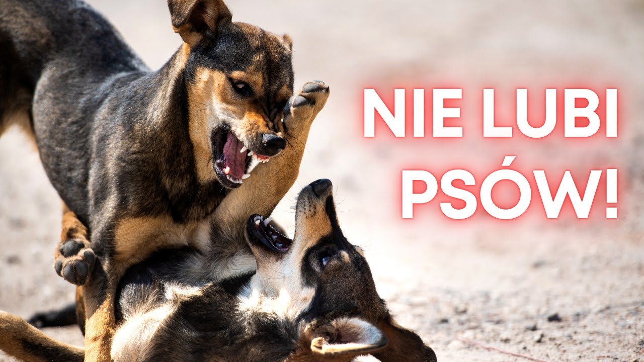 Co gdy pies nie lubi innych psów? | Rozmowy z Zofią Mrzewińską Odc. 42 | Gosia Smoczyńska