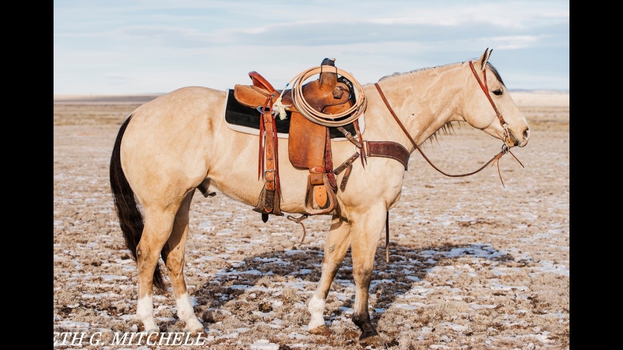 AQHA Redwatch - 8 Year Old Buckskin Finished Rope Horse - Available