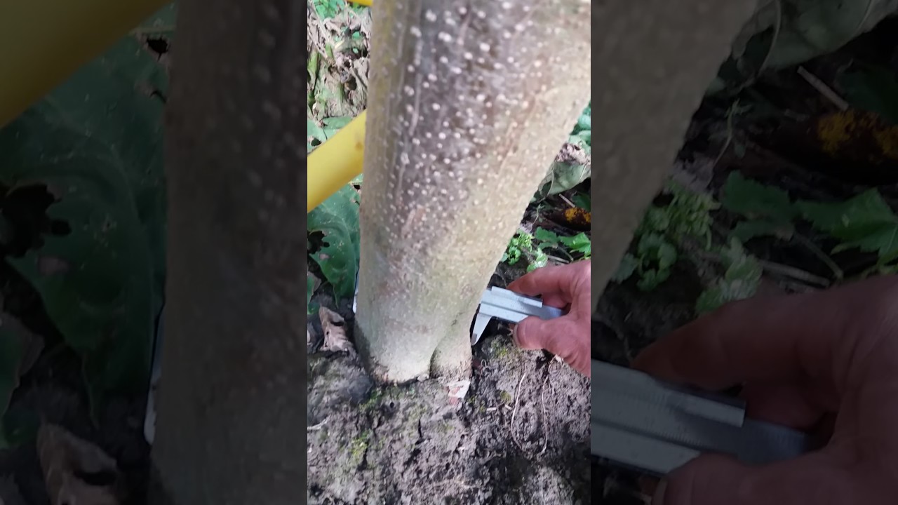Paulovnija odličan prirast prve godine iz čepovanog korena-Krecko Požega 2016god.