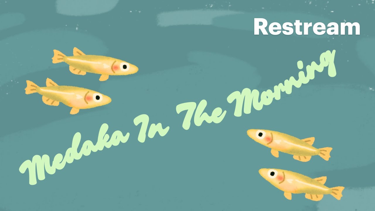 Medaka in the Morning