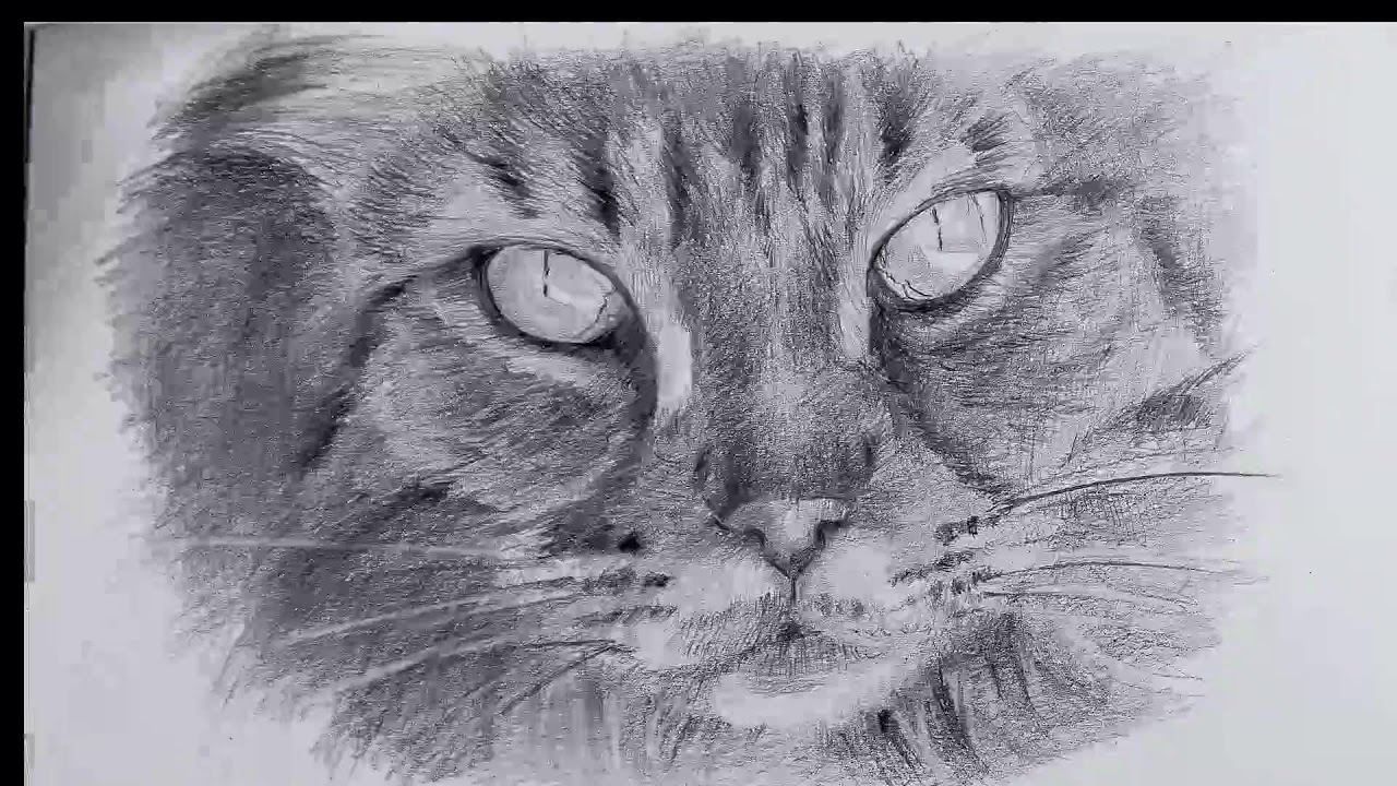 drawing a cat - Realistic Pencil Sketch - step by step (No Talking)