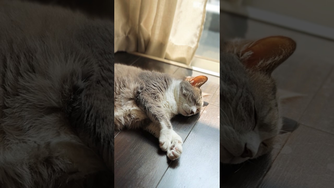 ごろりーんぐるりーんな猫 #モアクリ #shorts