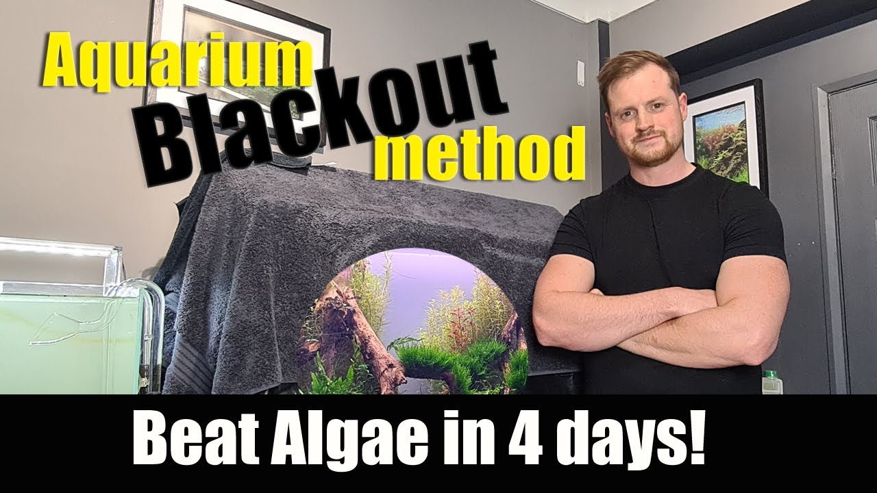 Kill algae fast with the aquarium blackout method / treatment.