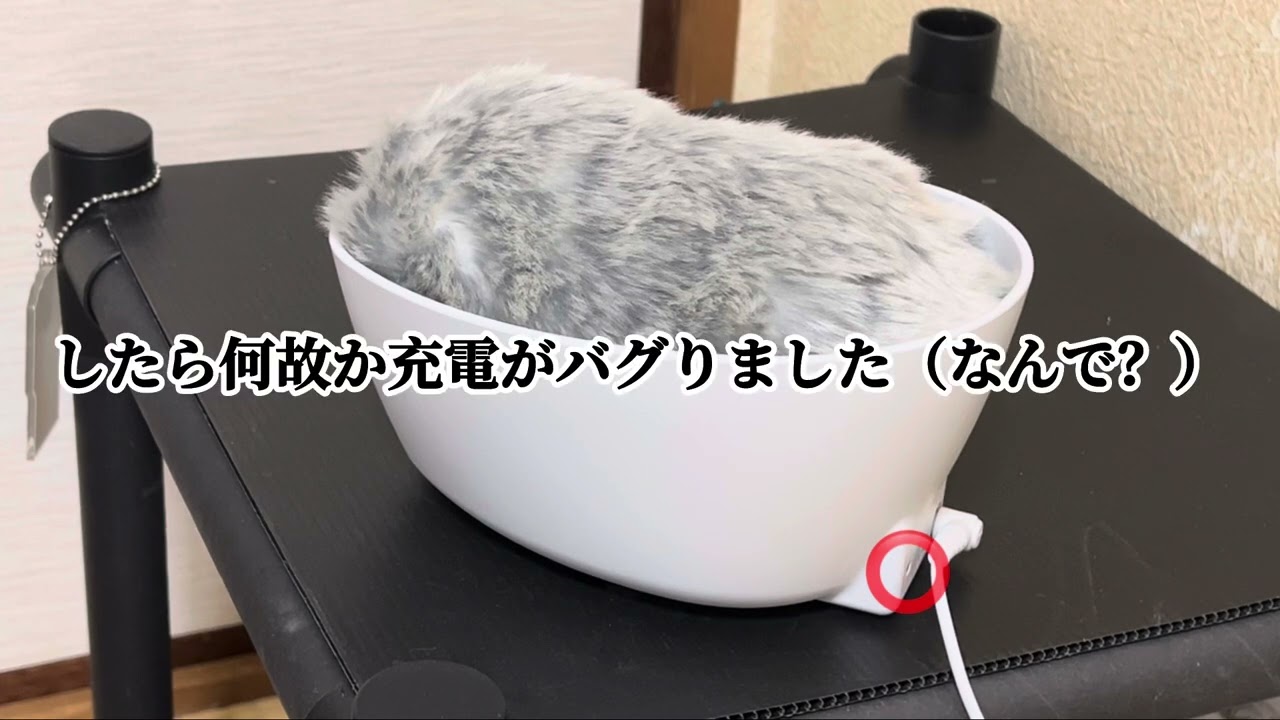 【1日目】モフリン開封動画