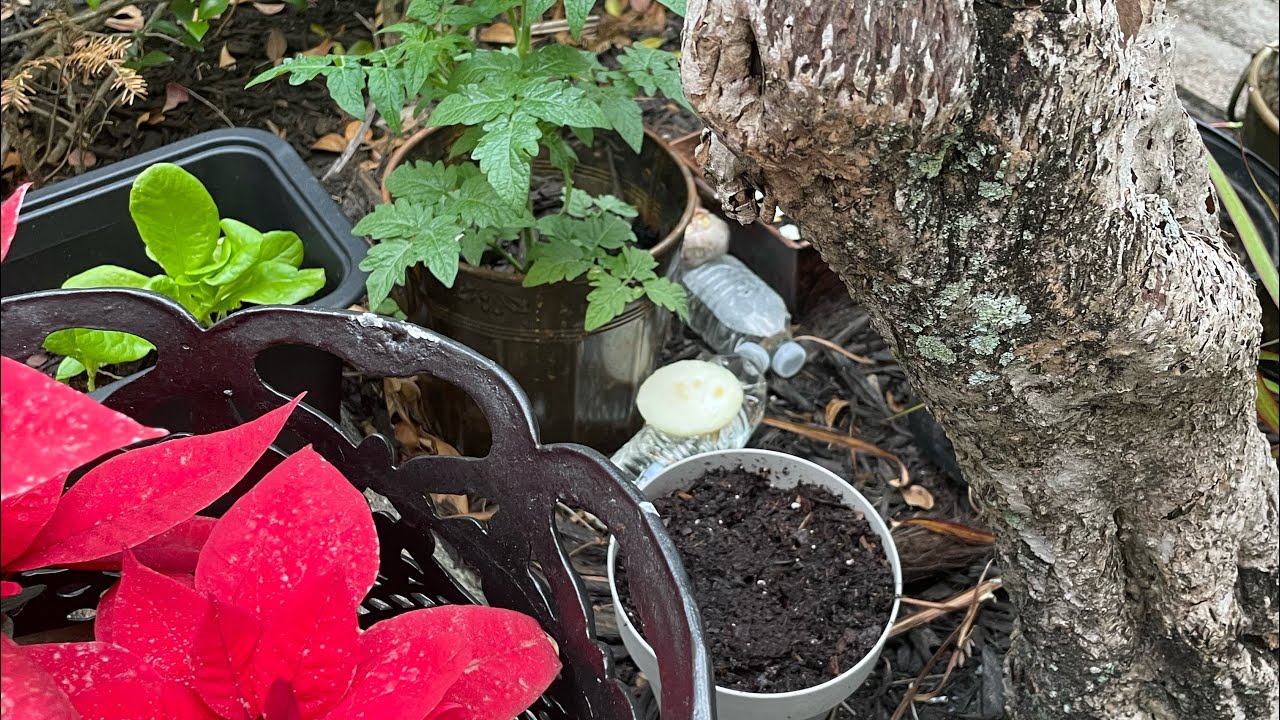 Planting onions, ginger and garlic with my Grandson 🪏 🪴 from the pantry.
