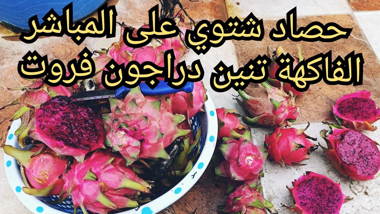 حصاد شتوي لفاكهة ثنين دراجون فروت على المباشر (10) شهر (1) dragon fruit 