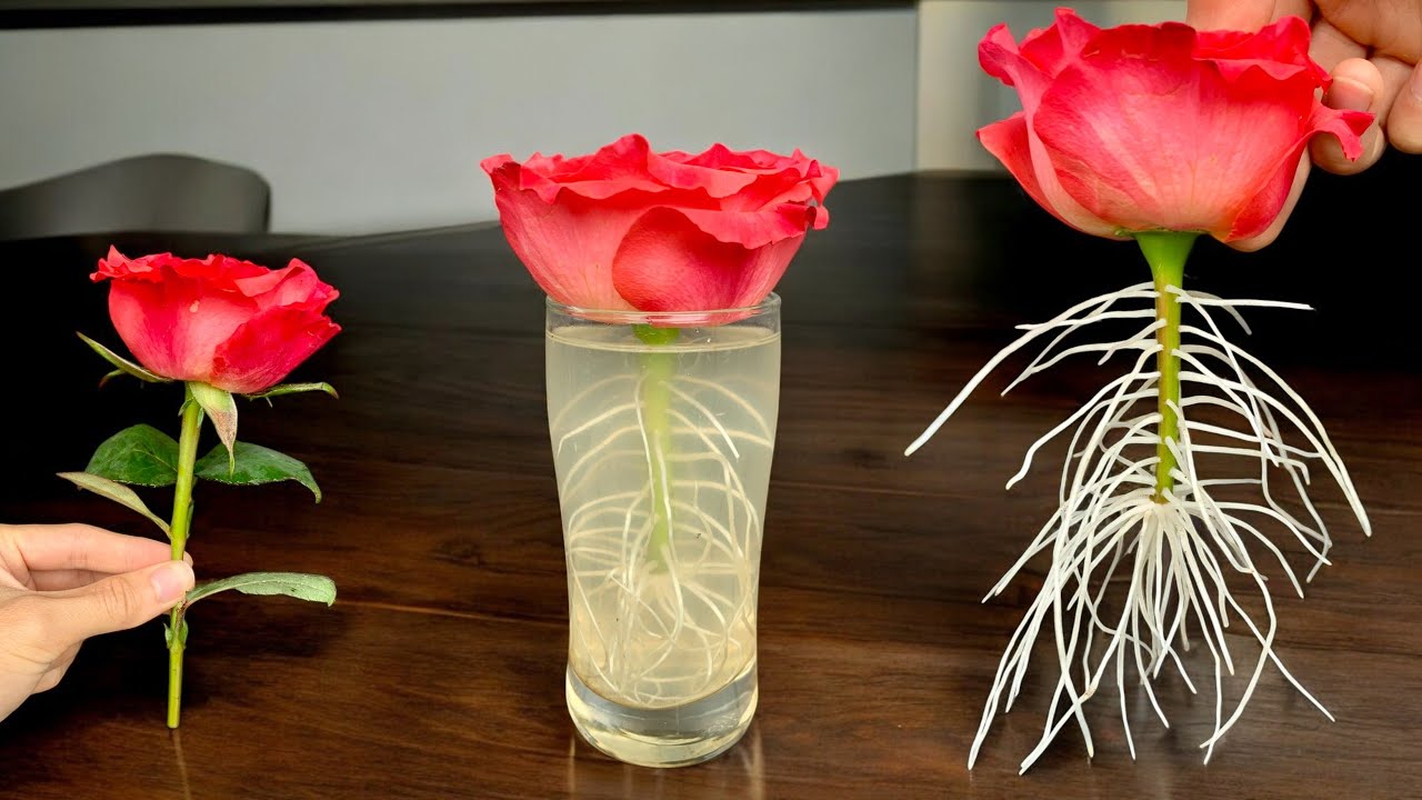 Just 1 Cup! The rose immediately grows 1002 roots and blooms forever