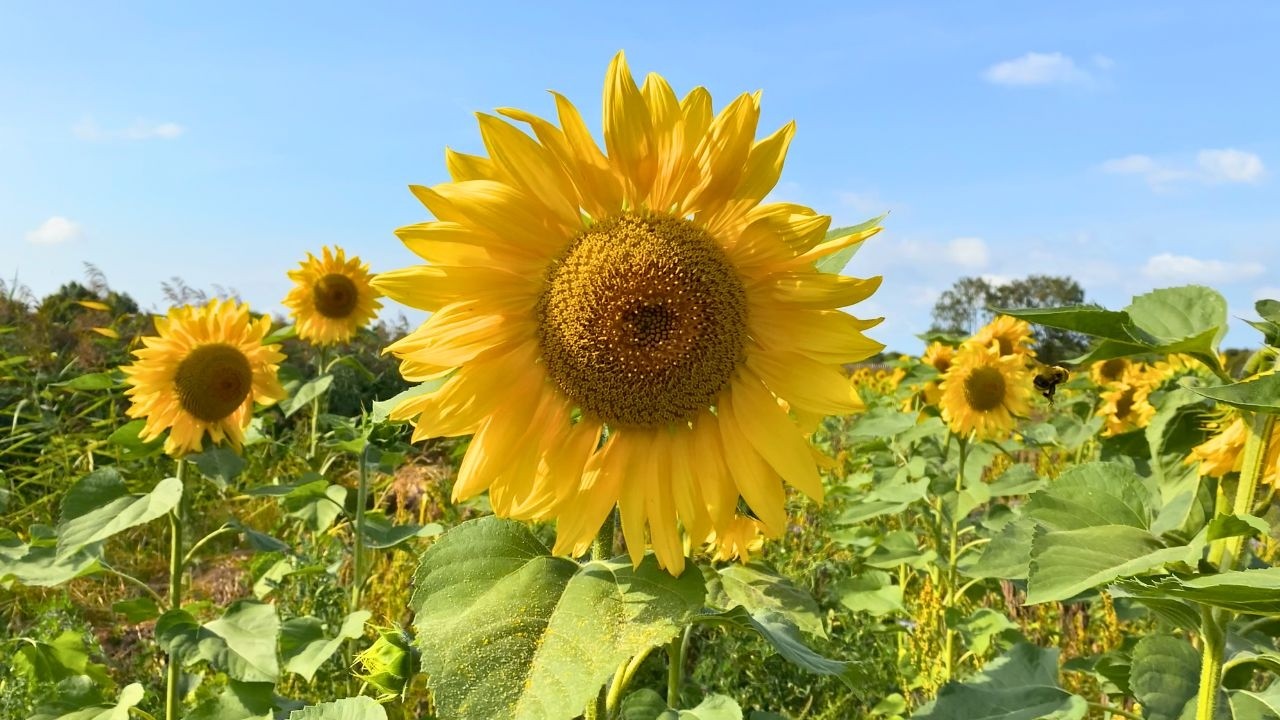 Walking route through a sunflower field in Zeeland 🌻👀 Netherlands