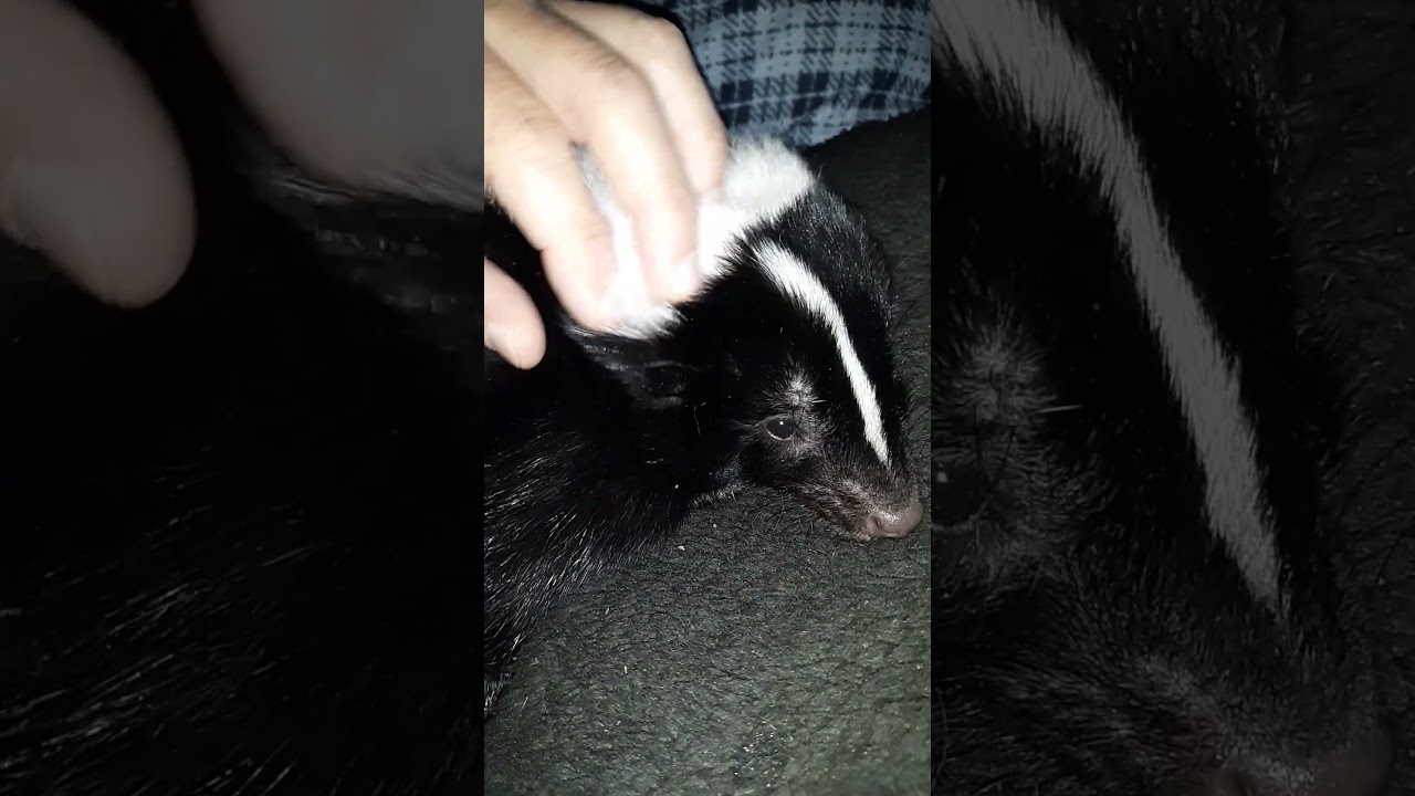 Buddy skunk cuddles (rick roll lol) #cute #skunk #babyanimals #babyskunk