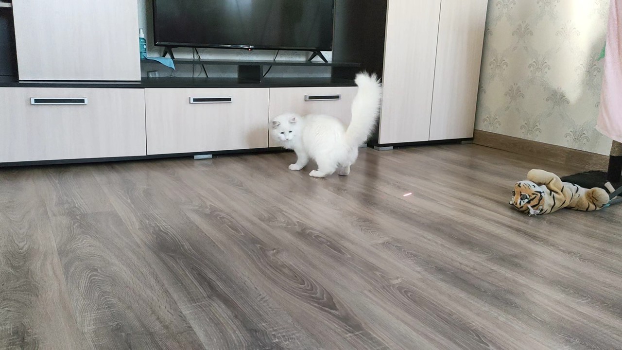 Vito plays