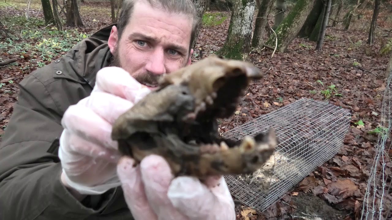 NaturNørd 250. Knogle puslespil af en død grævling. #REDDEDØDEDYR