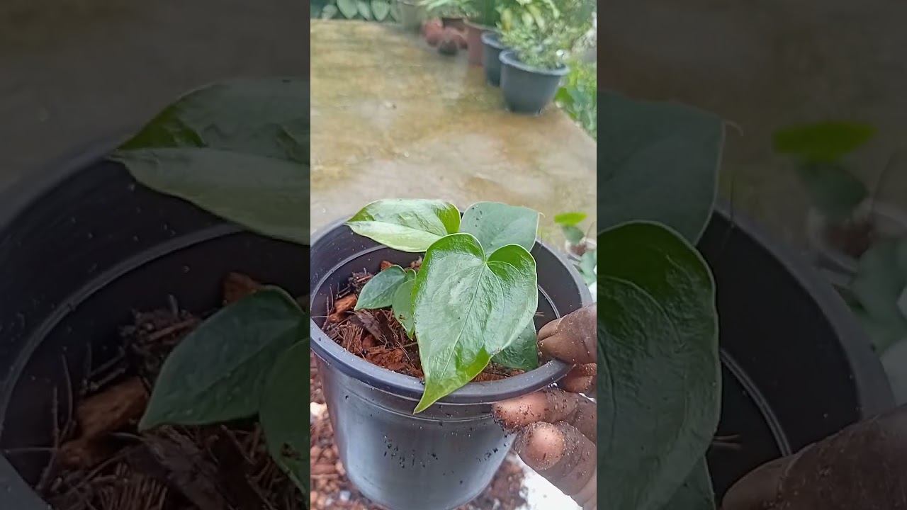 යාලුවනේ ඔයාල ඉල්ලපු දෙයක් දෙන්නයි මේ හදන්නේ.බලමුද ඒ මොනවද කියල.