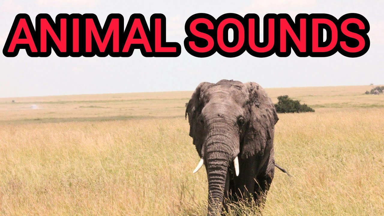 Animals and Their Sounds 🔊 Fun Learning for Kids