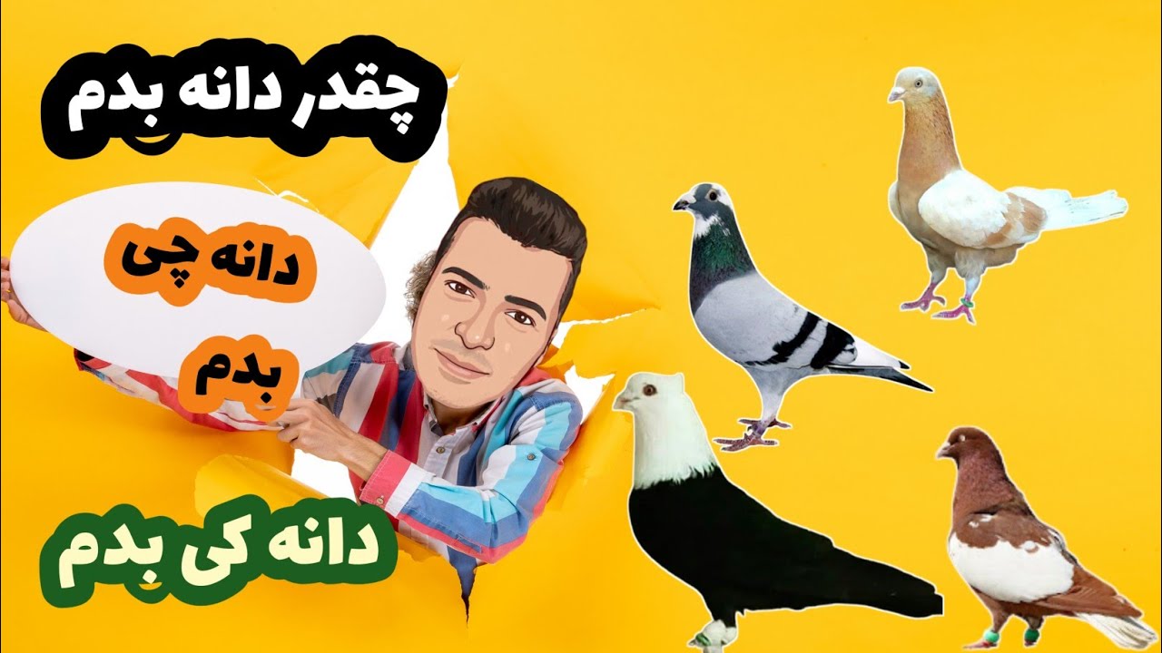 تنظیم دانه کبوتر