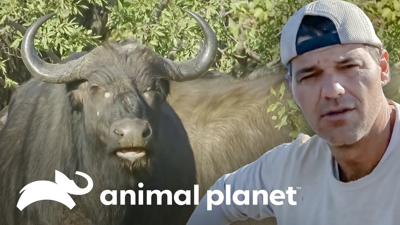 Frank chega bem perto de duas das maiores espécies da África | Wild Frank | Animal Planet Brasil