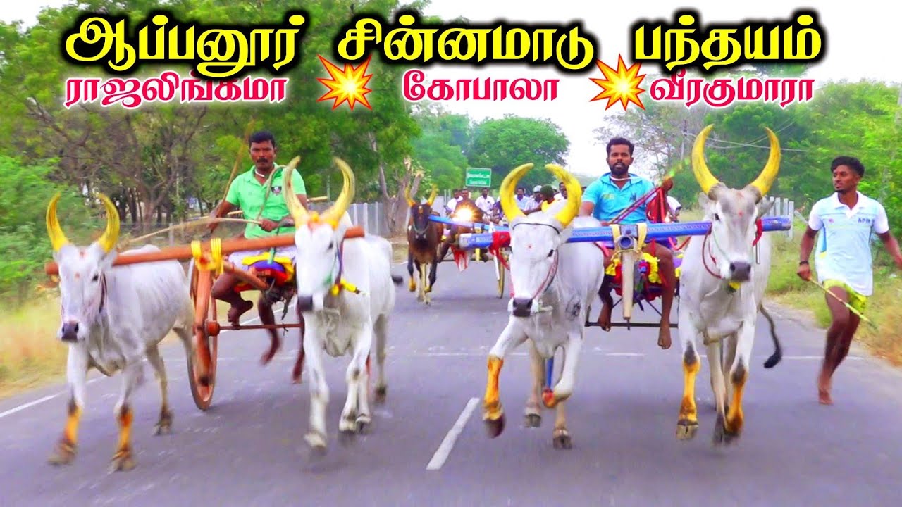 திருஆப்பனூர் சின்னமாடு பந்தயம் 